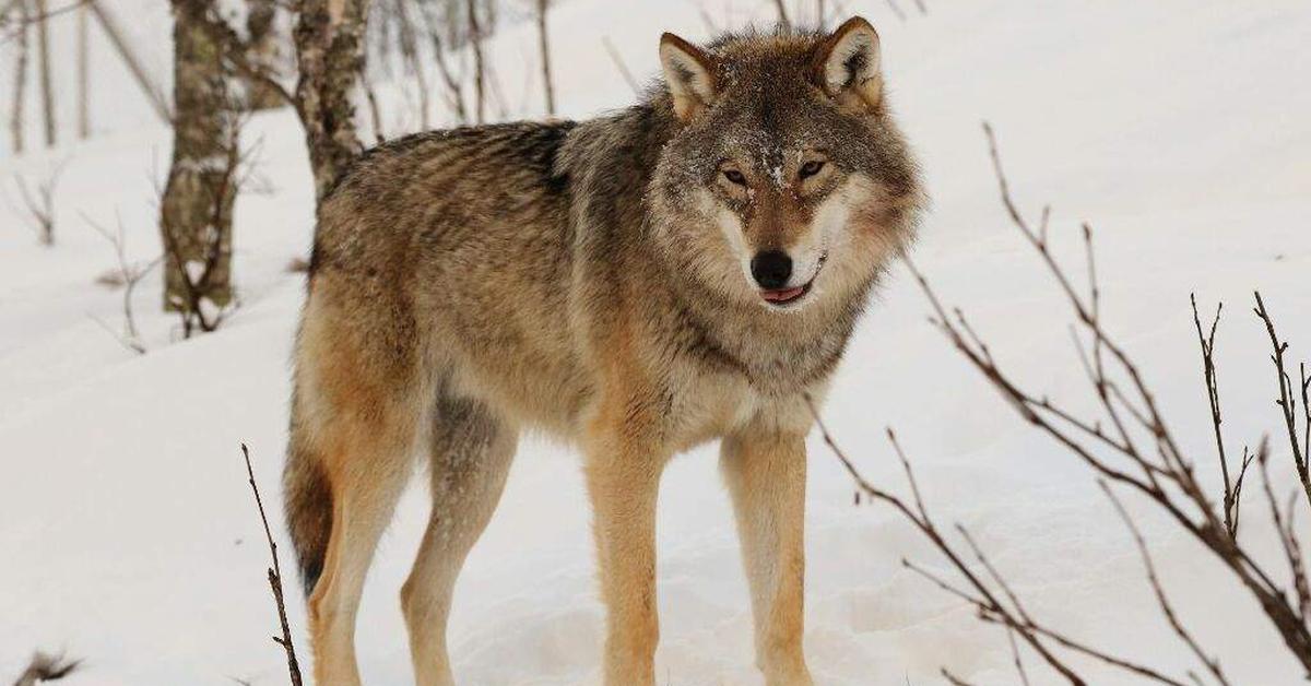 Exquisite image of Dire Wolf, in Indonesia known as Serigala Mengerikan.