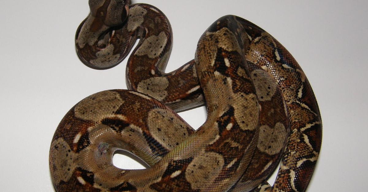 Picture of Dwarf Boa, known in Indonesia as Boa Kerdil.