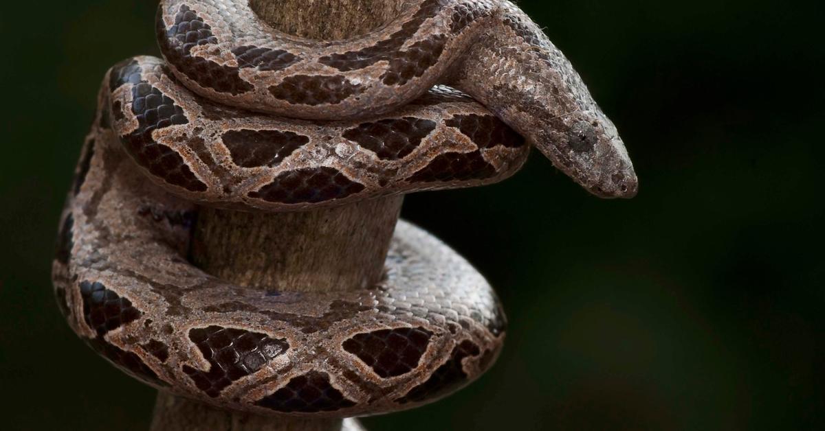 Stunning depiction of Dwarf Boa, also referred to as Various.