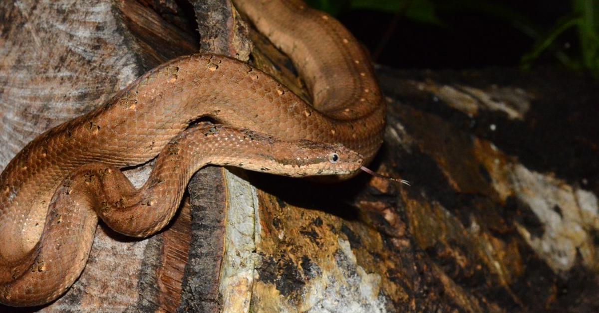 A look at the Dwarf Boa, also recognized as Boa Kerdil in Indonesian culture.