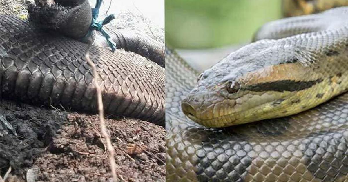 Captured moment of the Desert Kingsnake, in Indonesia known as Ular Raja Gurun.