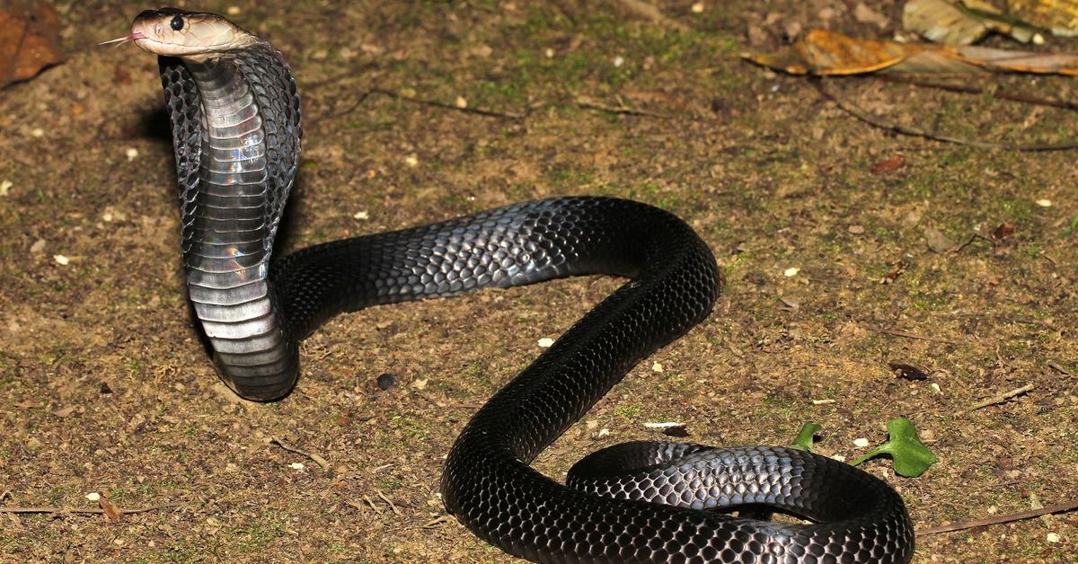 Vibrant snapshot of the Desert Kingsnake, commonly referred to as Ular Raja Gurun in Indonesia.