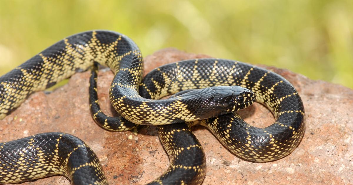 Insightful look at the Desert Kingsnake, known to Indonesians as Ular Raja Gurun.