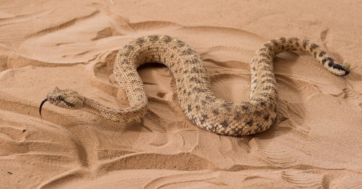 Captivating view of the Desert Kingsnake, known in Bahasa Indonesia as Ular Raja Gurun.