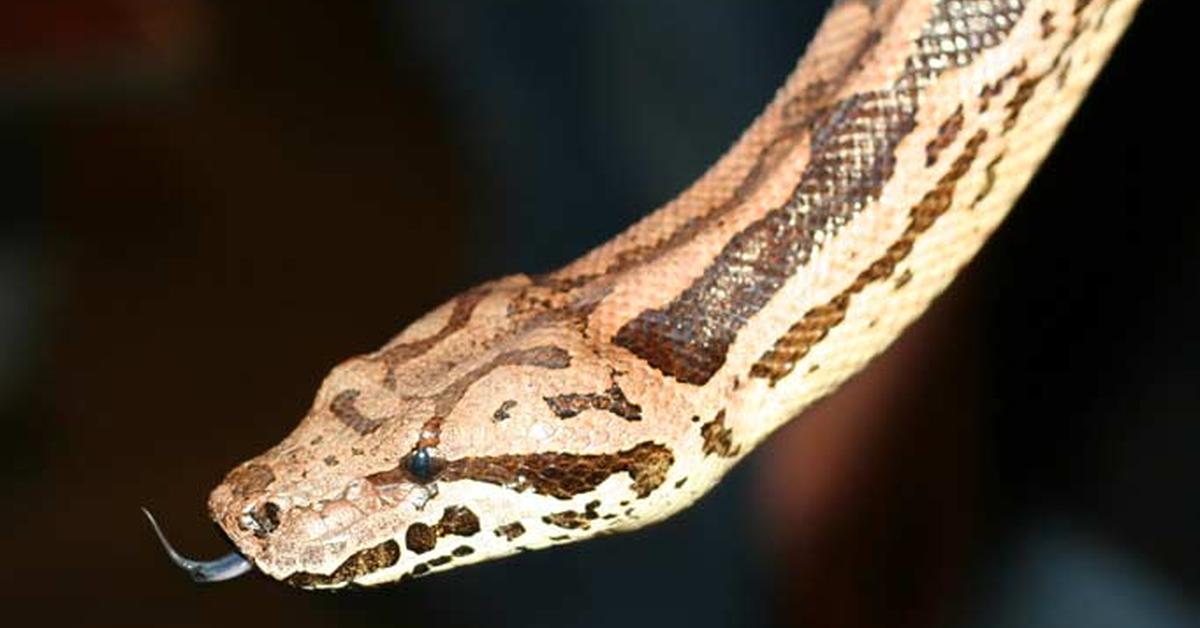 Captivating presence of the Dumerils Boa, a species called Acrantophis dumerili.