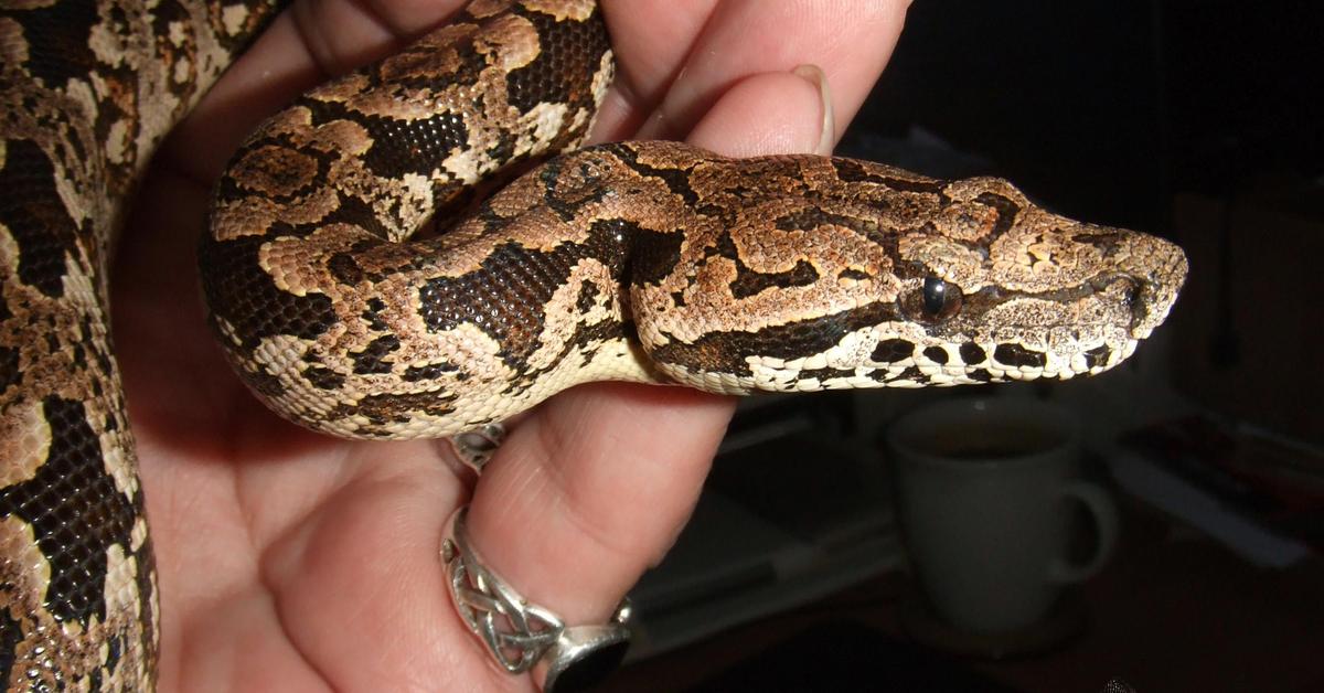 Elegant Dumerils Boa in its natural habitat, called Ular Dumerils in Indonesia.