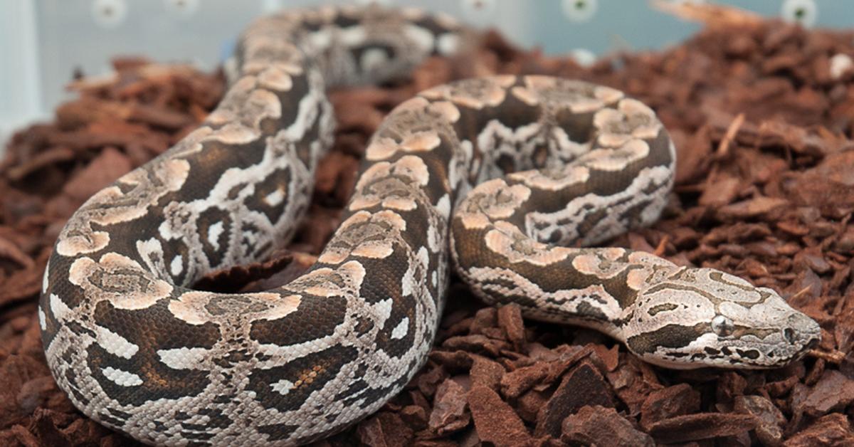 Captivating presence of the Dumerils Boa, a species called Acrantophis dumerili.