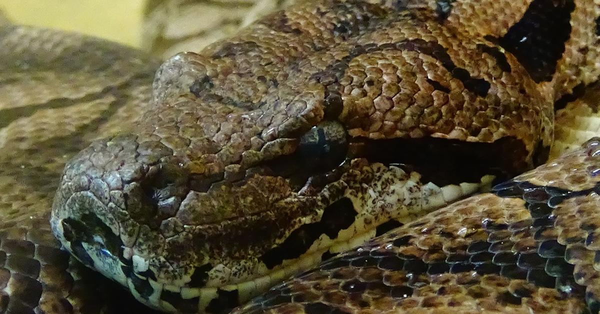 Exquisite image of Dumerils Boa, in Indonesia known as Ular Dumerils.