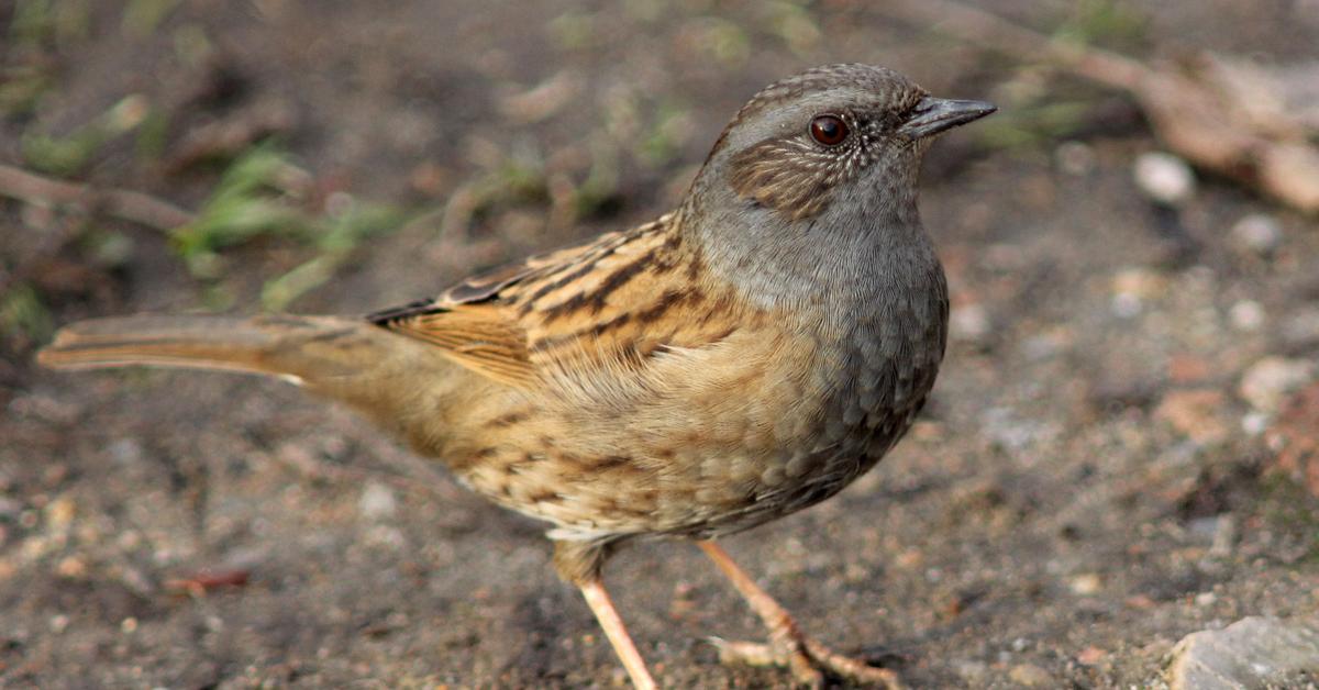 Stunning depiction of Dunnock, also referred to as Prunella modularis.