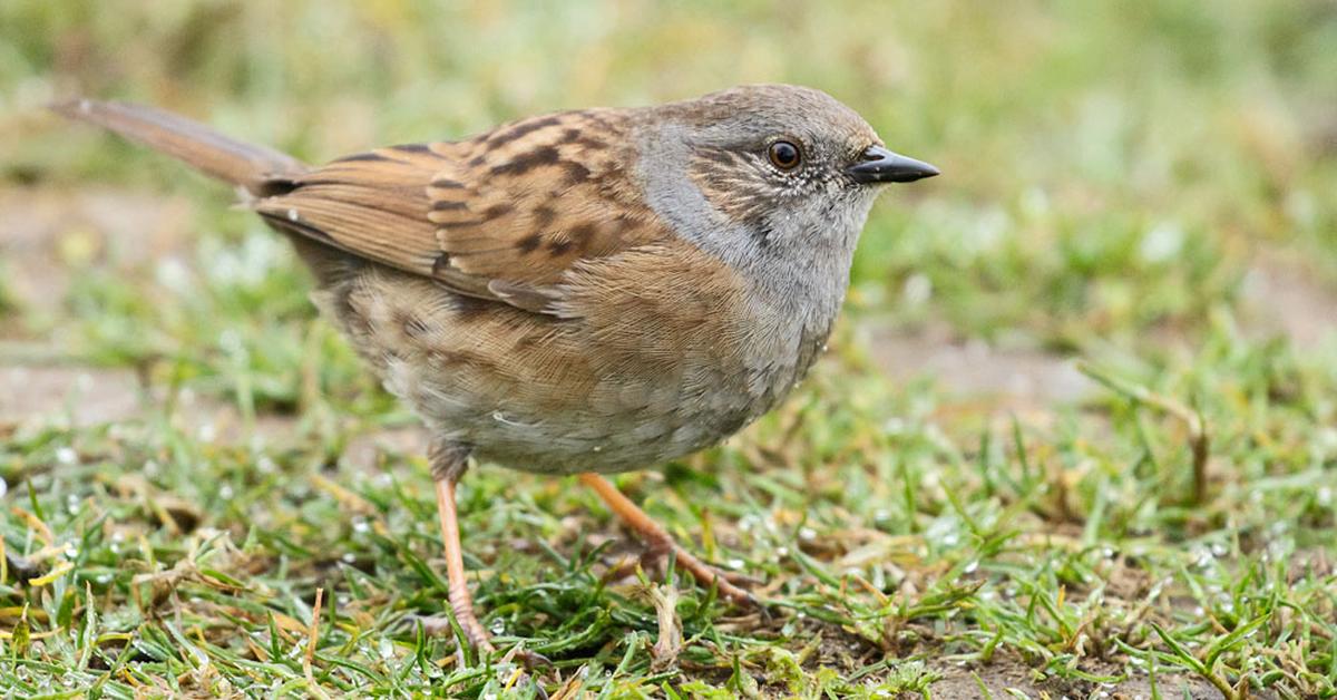 The remarkable Dunnock (Prunella modularis), a sight to behold.