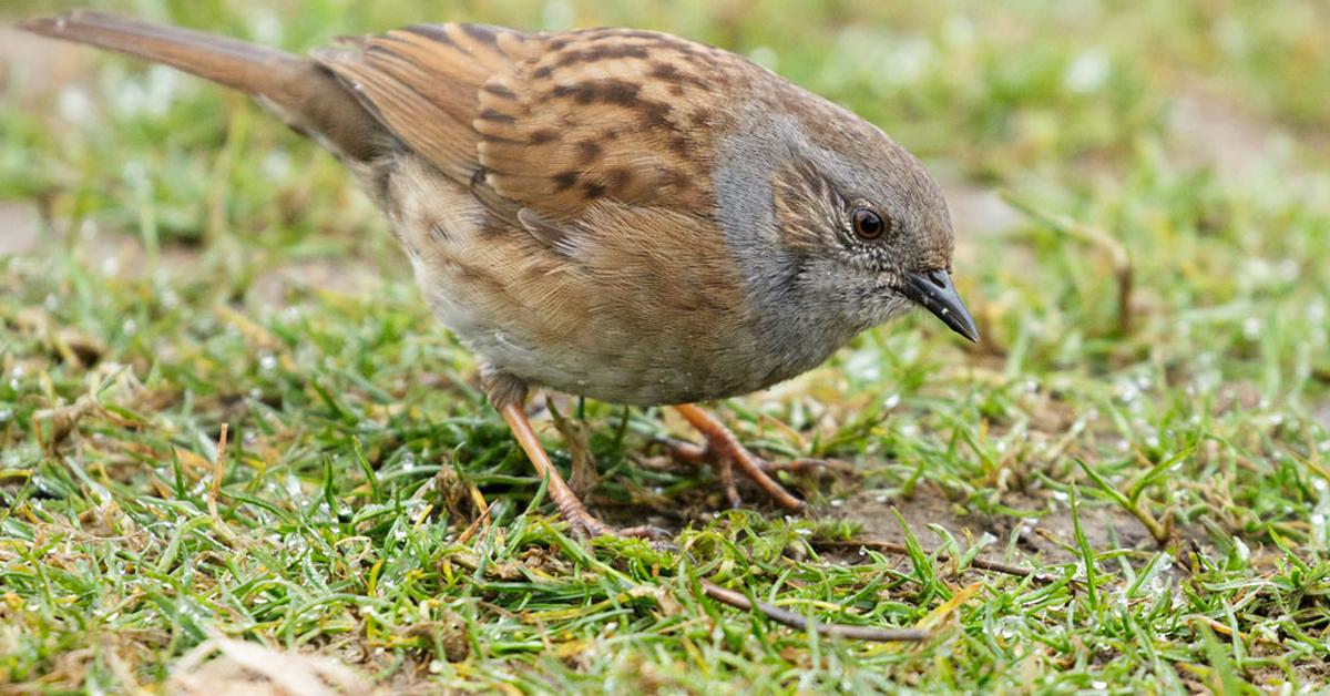 Photogenic Dunnock, scientifically referred to as Prunella modularis.