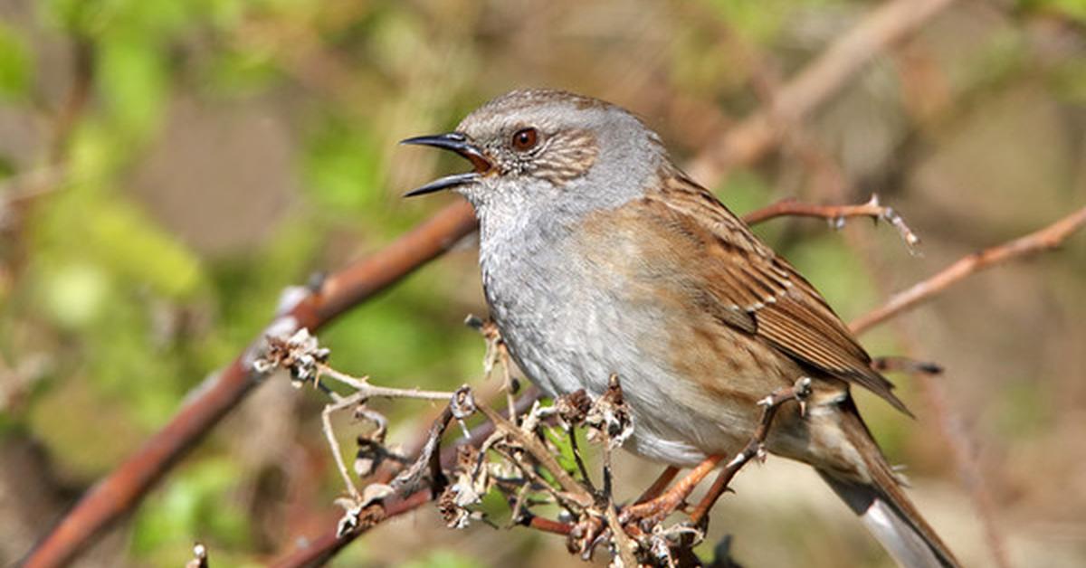 Vivid image of the Dunnock, or Burung Pipit in Indonesian context.