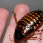 Vibrant snapshot of the Dubia Cockroach, commonly referred to as Kecoak Dubia in Indonesia.