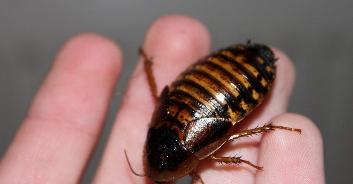 Vibrant snapshot of the Dubia Cockroach, commonly referred to as Kecoak Dubia in Indonesia.