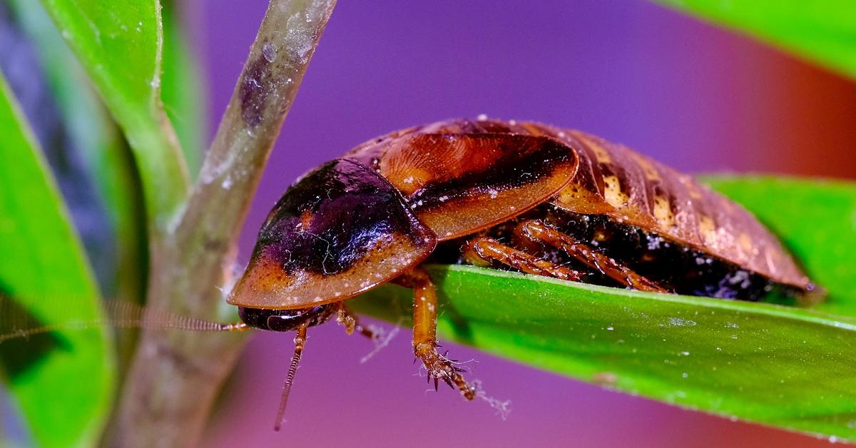 Iconic view of the Dubia Cockroach, or Blaptica dubia, in its habitat.