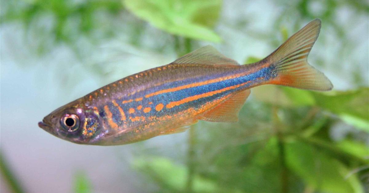 Captured beauty of the Danios, or Danio rerio in the scientific world.