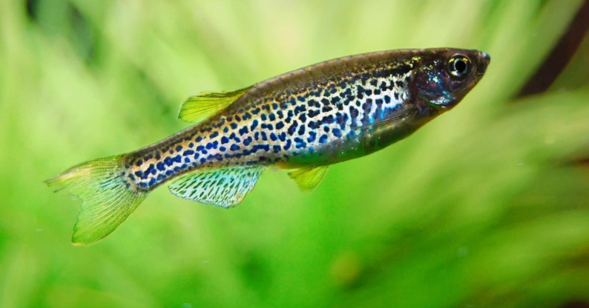 Captivating presence of the Danios, a species called Danio rerio.