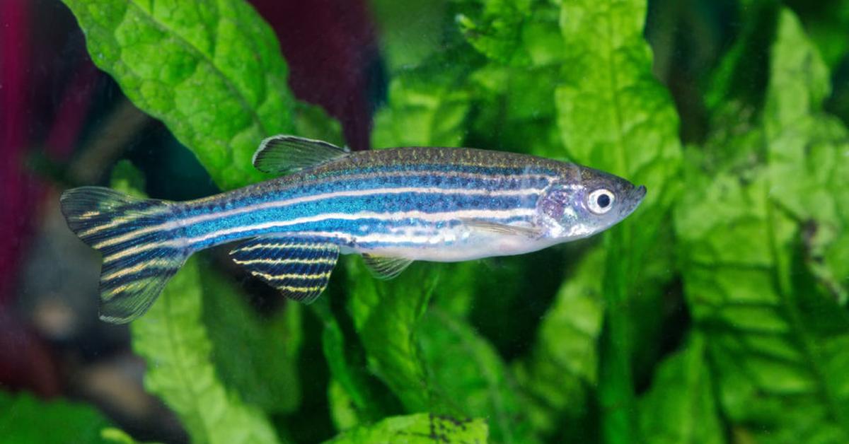 Photograph of the unique Danios, known scientifically as Danio rerio.