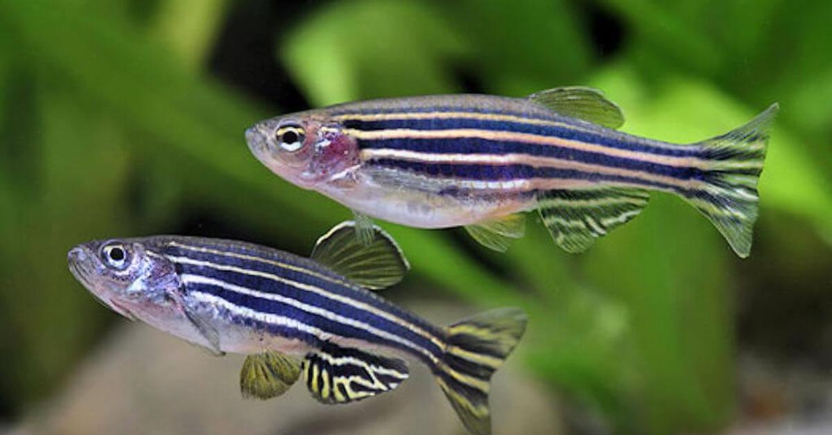 Natural elegance of the Danios, scientifically termed Danio rerio.