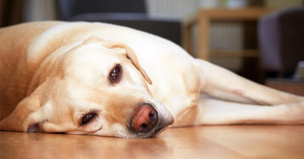 Vivid image of the Dog Tick, or Kutu Anjing in Indonesian context.