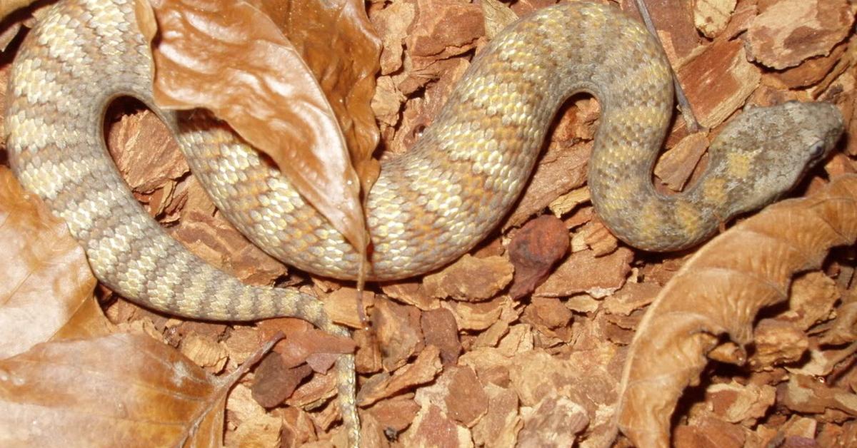 Close encounter with the Death Adder, scientifically called Acanthophis antarcticus.