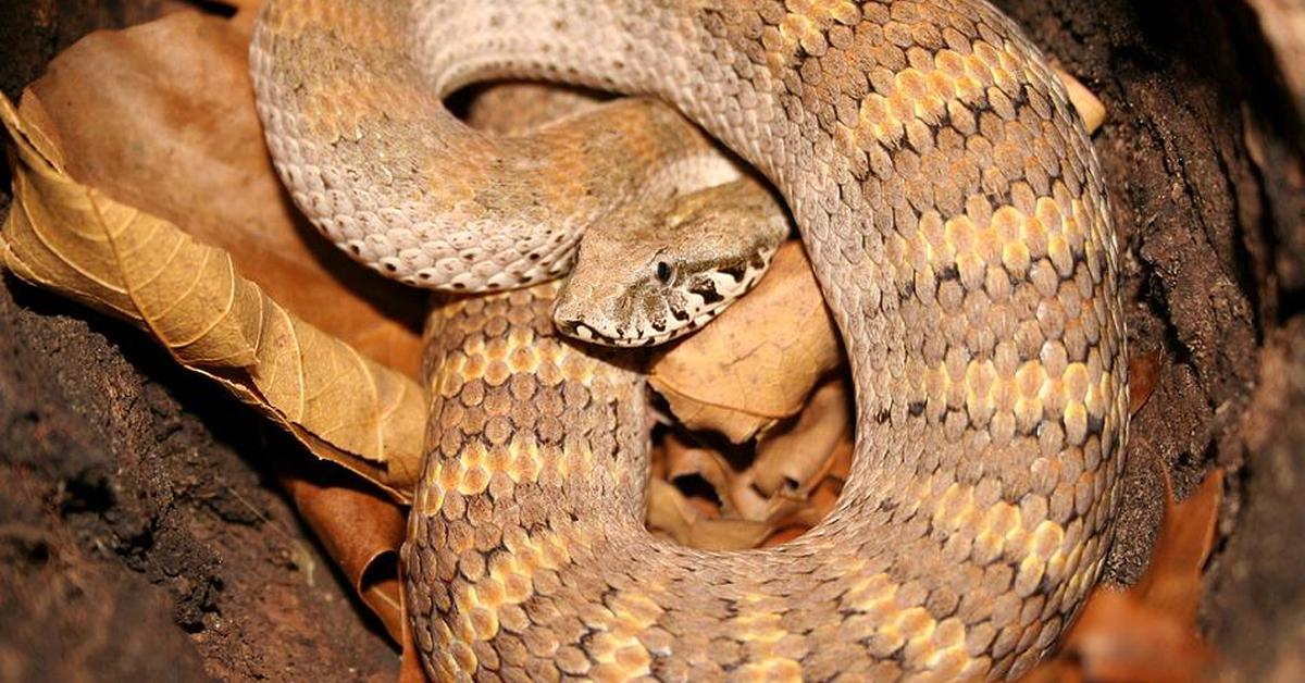 Distinctive Death Adder, in Indonesia known as Ular Kematian, captured in this image.