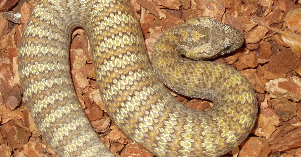 Graceful Death Adder, a creature with the scientific name Acanthophis antarcticus.