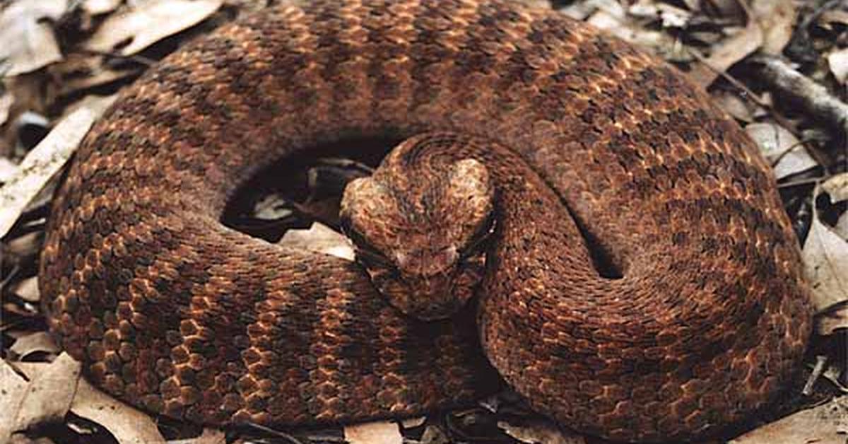 Picture of Death Adder, known in Indonesia as Ular Kematian.