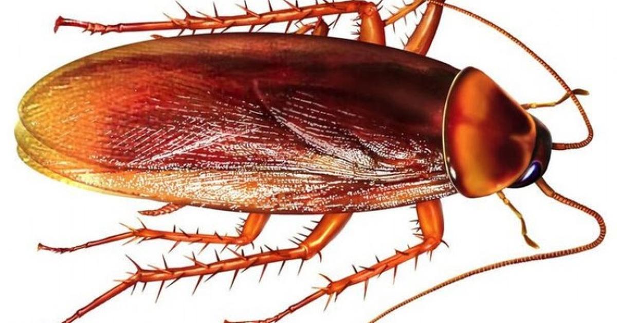 Distinctive Deaths Head Cockroach, in Indonesia known as Kecoak Kepala Kematian, captured in this image.