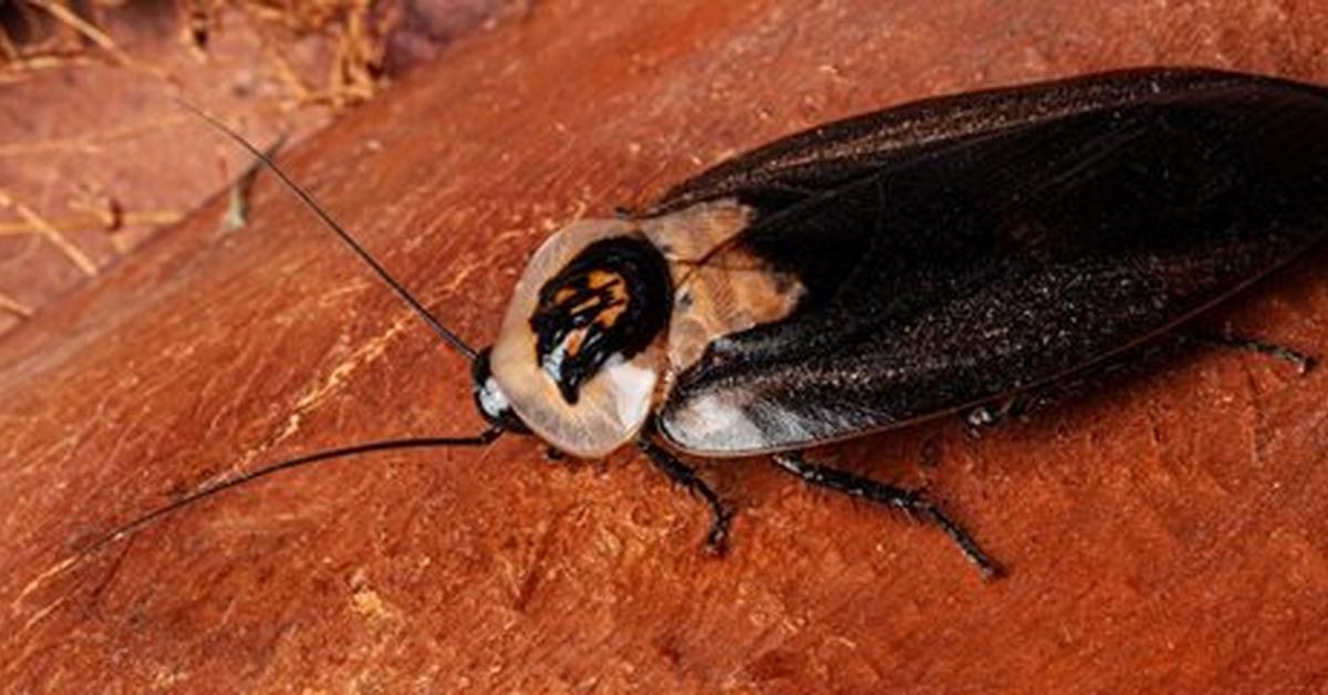 Image of the Deaths Head Cockroach (Blaberus craniifer), popular in Indonesia as Kecoak Kepala Kematian.