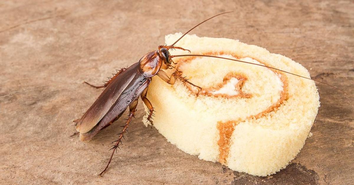 The remarkable Deaths Head Cockroach (Blaberus craniifer), a sight to behold.