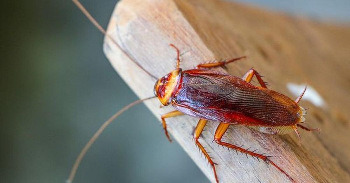 A look at the Deaths Head Cockroach, also recognized as Kecoak Kepala Kematian in Indonesian culture.