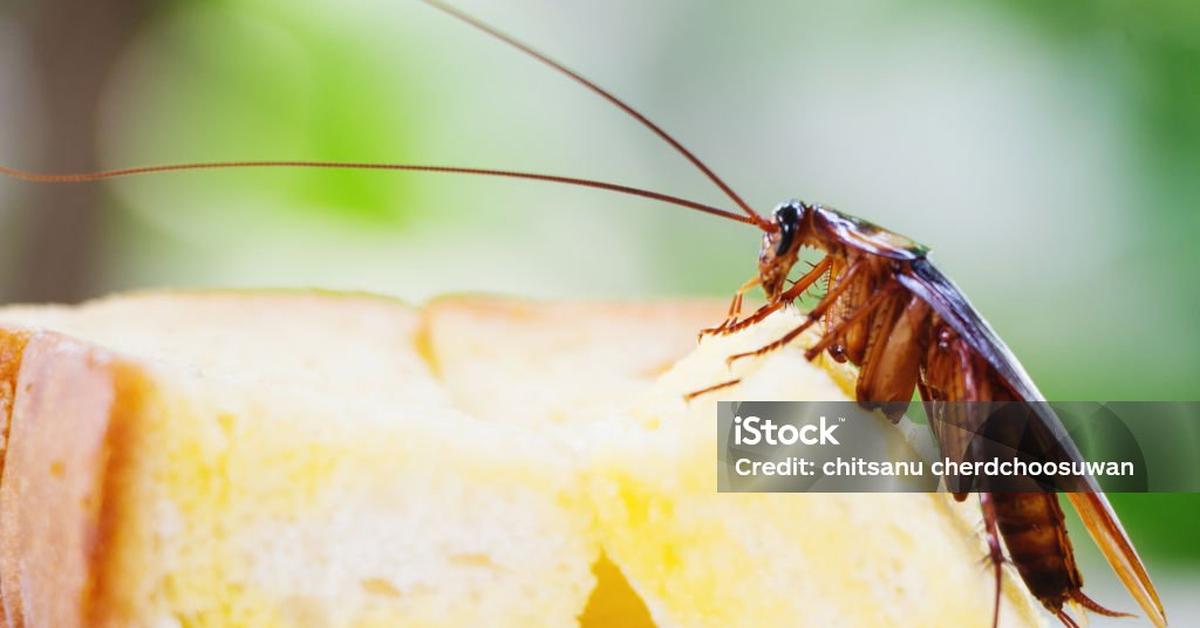 Captivating presence of the Deaths Head Cockroach, a species called Blaberus craniifer.