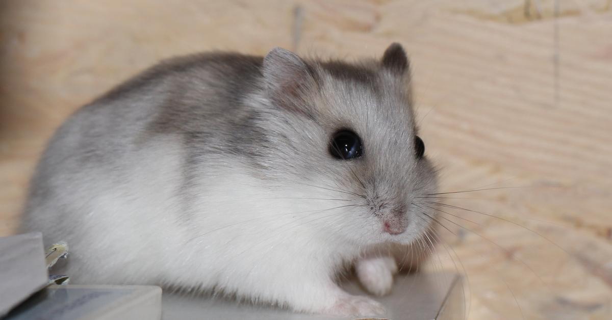 Stunning depiction of Dwarf Hamster, also referred to as Cricetulus barabensis.