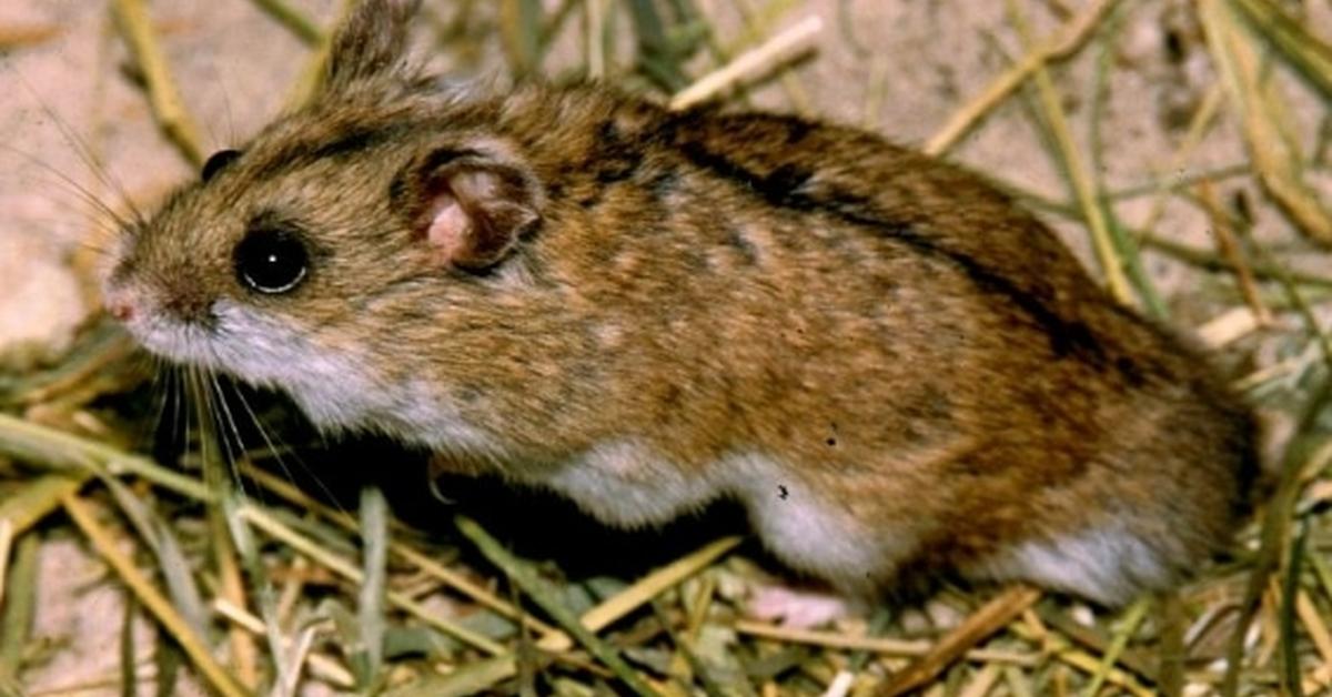 Iconic view of the Dwarf Hamster, or Cricetulus barabensis, in its habitat.