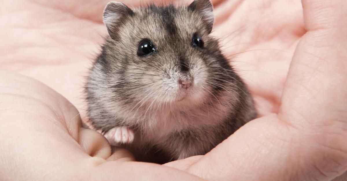 Stunning image of the Dwarf Hamster (Cricetulus barabensis), a wonder in the animal kingdom.