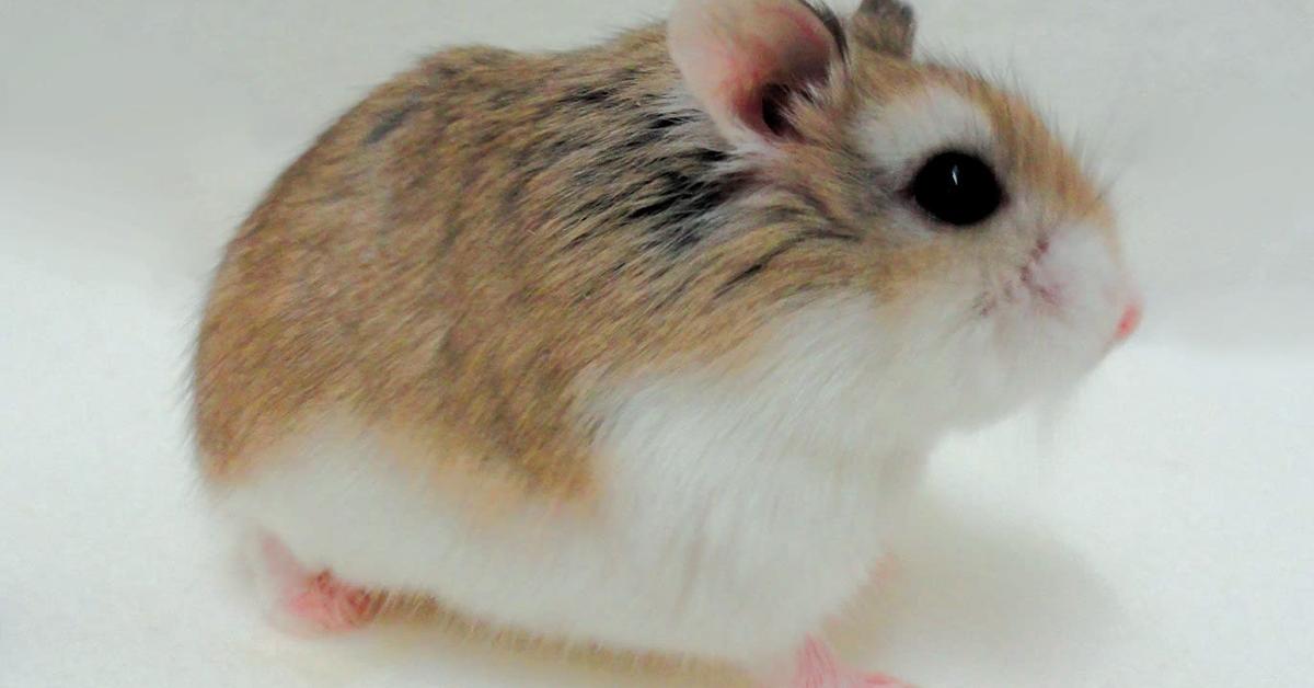 Distinctive Dwarf Hamster, in Indonesia known as Hamster Kerdil, captured in this image.