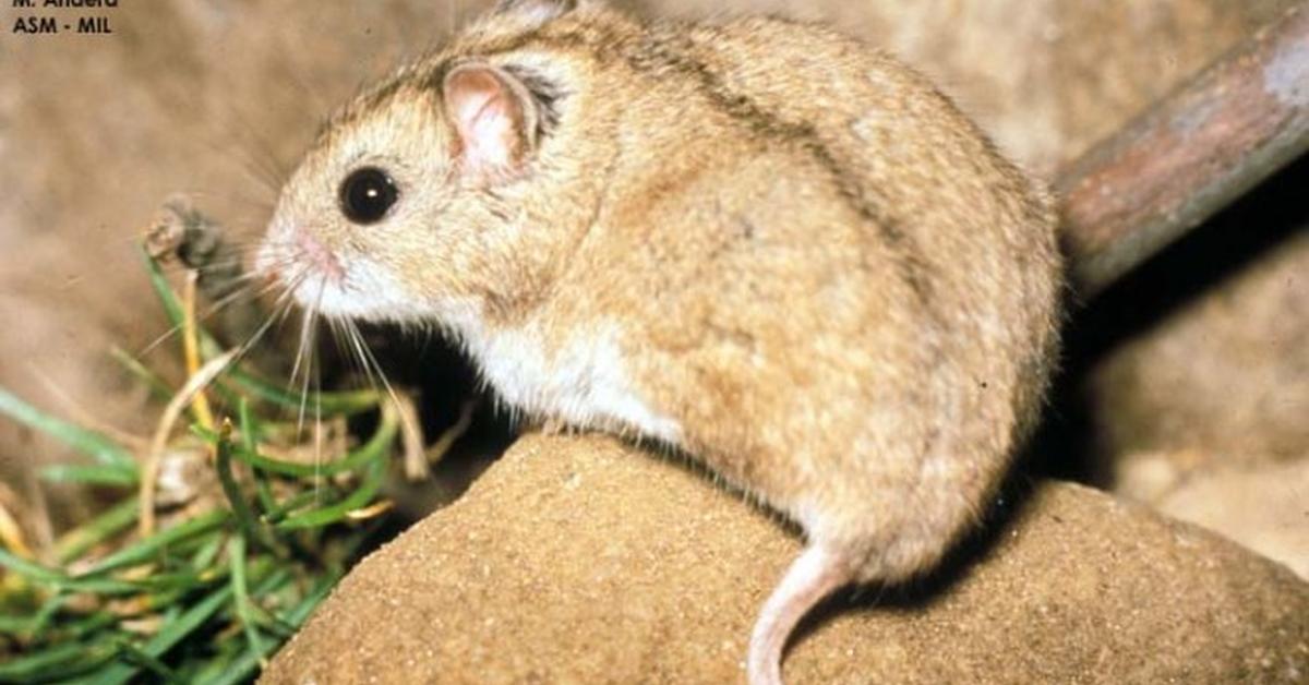 The majestic Dwarf Hamster, also called Hamster Kerdil in Indonesia, in its glory.