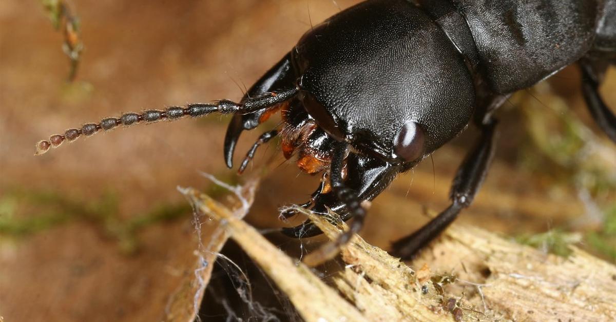 Captivating presence of the Devils Coach Horse Beetle, a species called Ocypus olens.