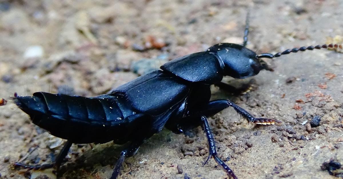 Image showcasing the Devils Coach Horse Beetle, known in Indonesia as Kumbang Kuda Pelatih Setan.