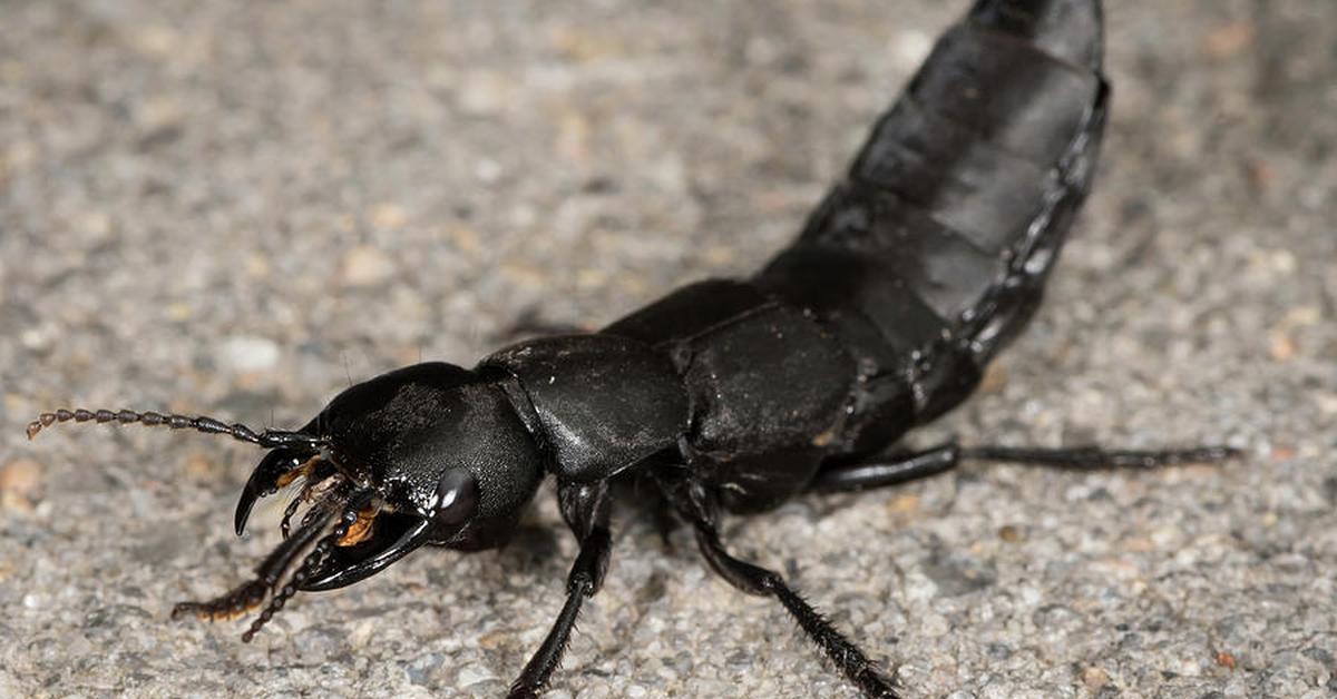 Enchanting Devils Coach Horse Beetle, a species scientifically known as Ocypus olens.