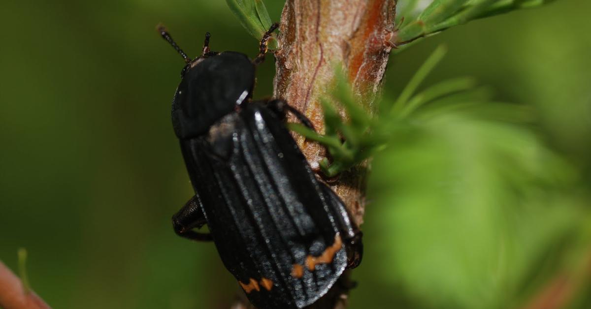 Captured beauty of the Devils Coach Horse Beetle, or Ocypus olens in the scientific world.