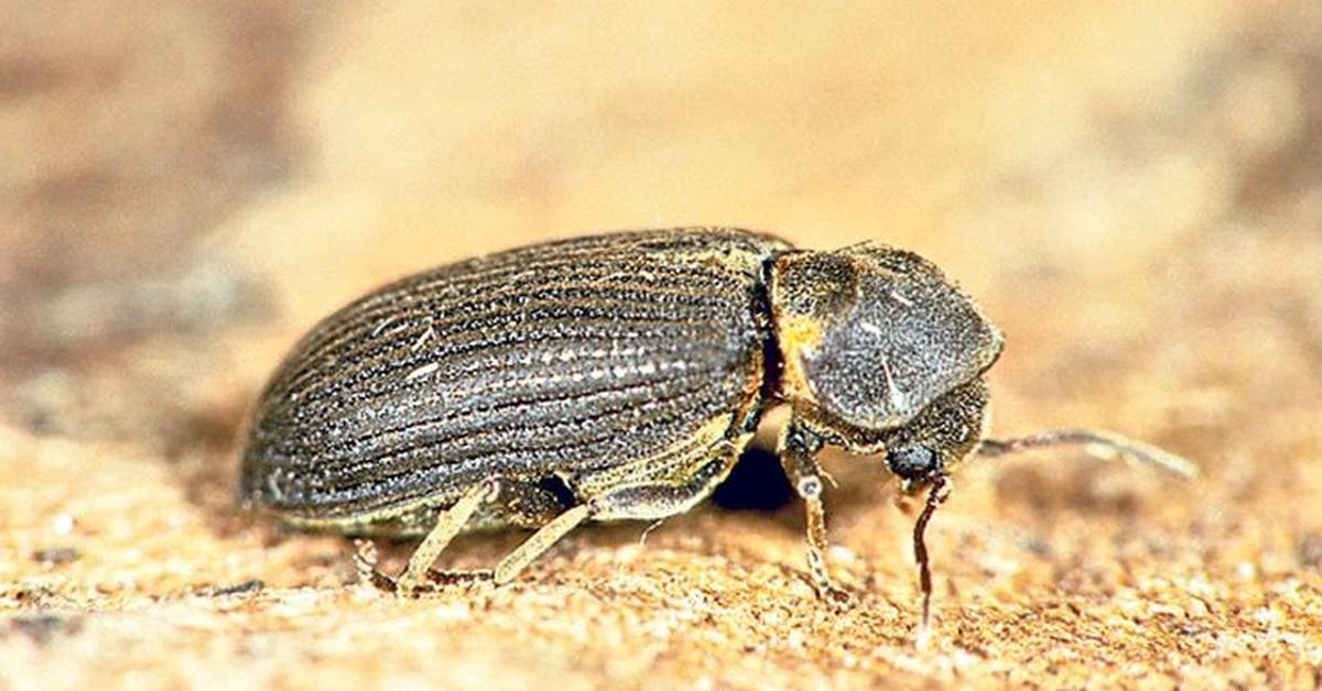 Stunning image of the Deathwatch Beetle (Xestobium rufovillosum), a wonder in the animal kingdom.