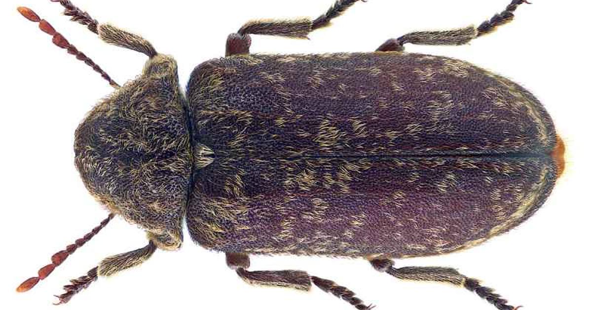 Portrait of a Deathwatch Beetle, a creature known scientifically as Xestobium rufovillosum.