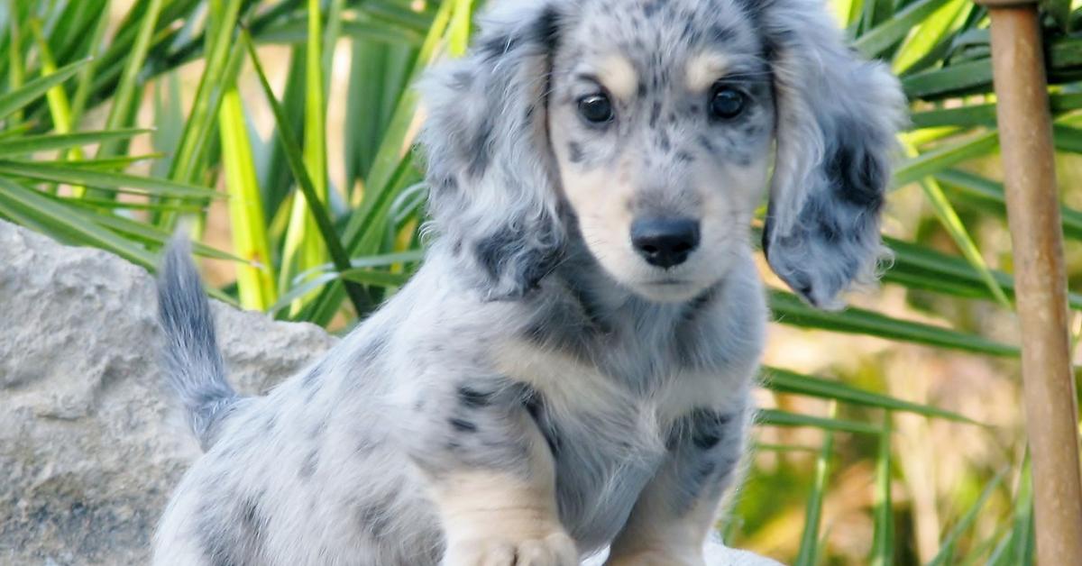 Graceful Dapple Dachshund, a creature with the scientific name Canis lupus.