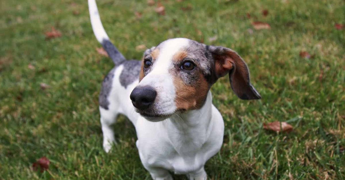 A beautiful representation of the Dapple Dachshund, scientifically Canis lupus.