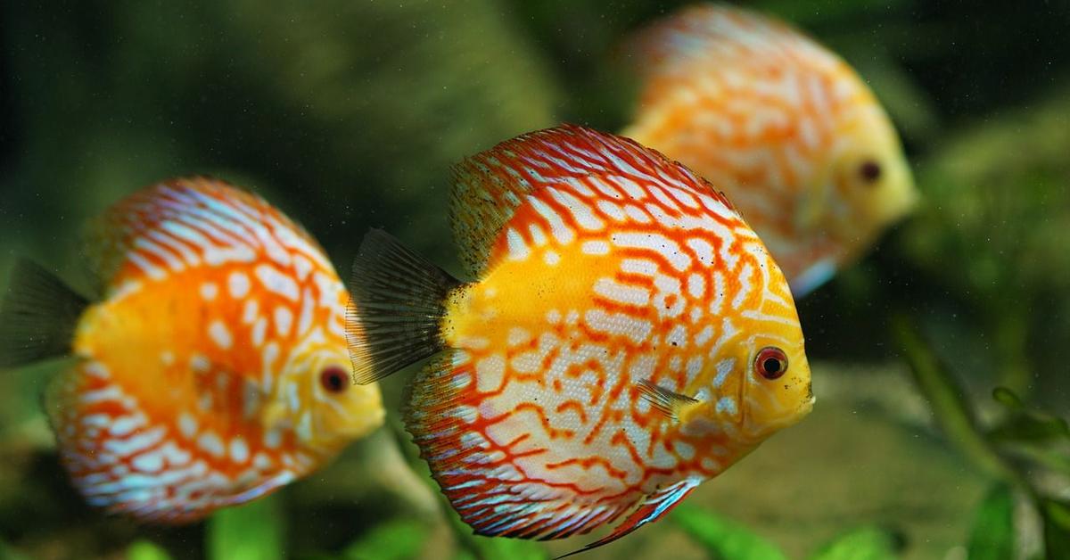 Unique portrayal of the Discus, also called Ikan Discus in Bahasa Indonesia.