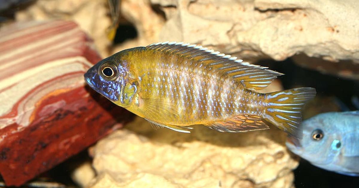 Exquisite image of Discus, in Indonesia known as Ikan Discus.