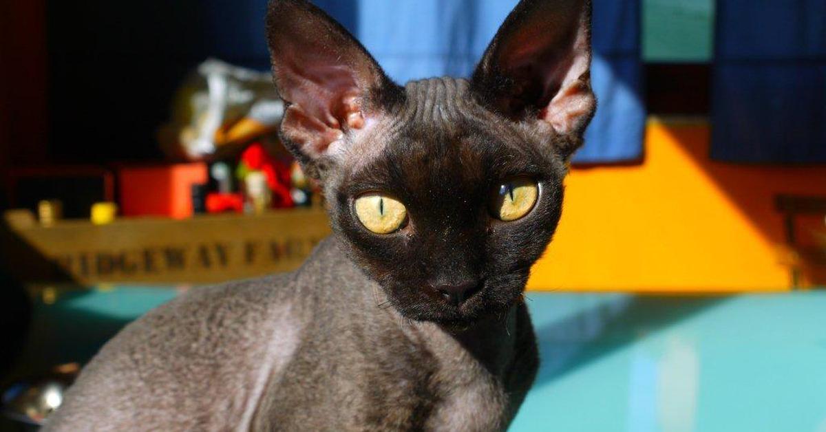 A look at the Devon Rex, also recognized as Kucing Devon Rex in Indonesian culture.