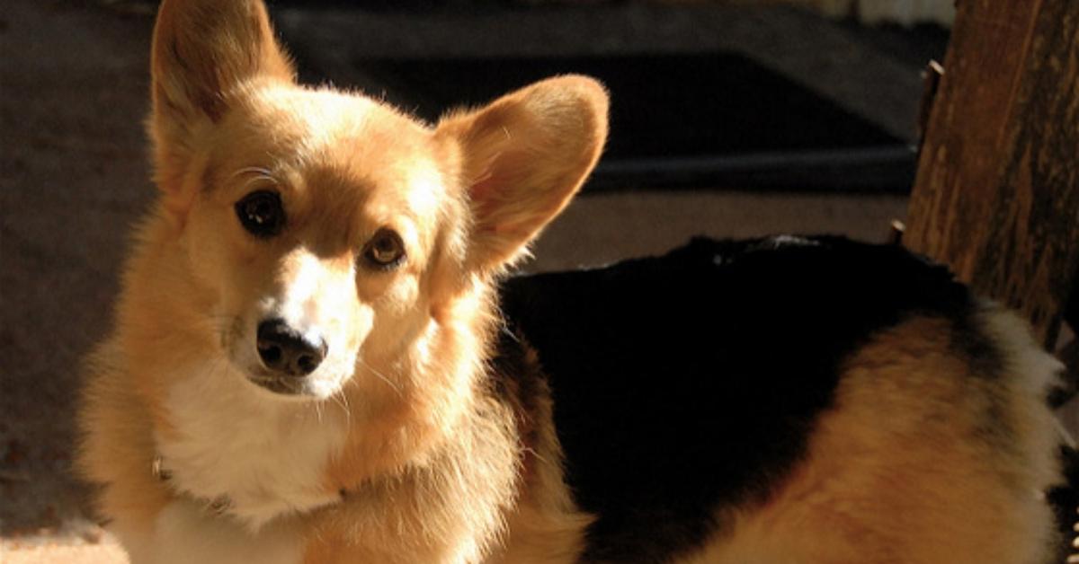 Vibrant snapshot of the Dorgi, commonly referred to as Anjing Dorgi in Indonesia.